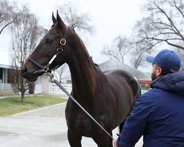 Cityscape (GB) - Horse Profile - BloodHorse