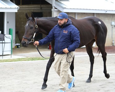 Cityscape (GB) - Horse Profile - BloodHorse