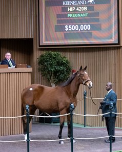 Bromans Go Off Script in Bidding for Ack Naughty - BloodHorse
