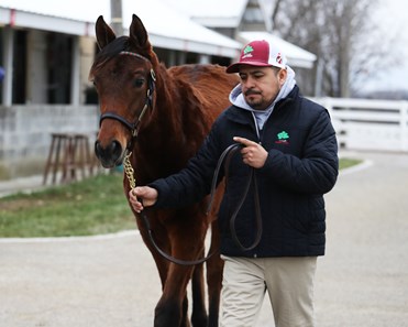 Gun Runner - Horse Profile - BloodHorse