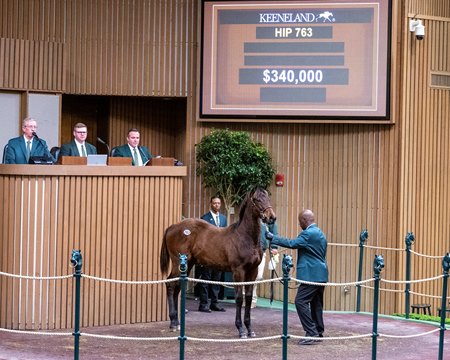 The Uncle Mo colt consigned as Hip 763 in the ring at the Keeneland January Sale