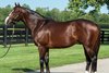 Basin at Spendthrift Farm