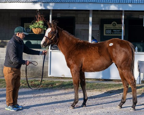 Spotlight Remains on Short Yearlings at Keeneland - BloodHorse