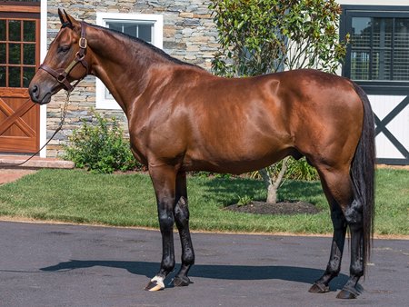 Galawi at Northview Stallion Station