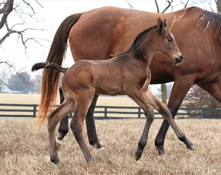 A colt out of stakes-placed Inventive is the first reported foal by multiple grade 1 winner Charlatan