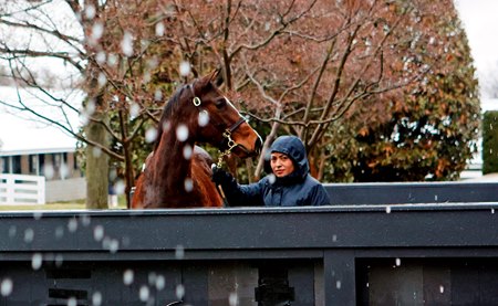 A horse walks to the sales ring at the 2023 January Keeneland Horses of All Ages Sale