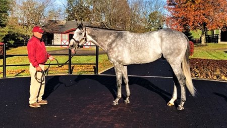 Tacitus at Taylor Made Stallions