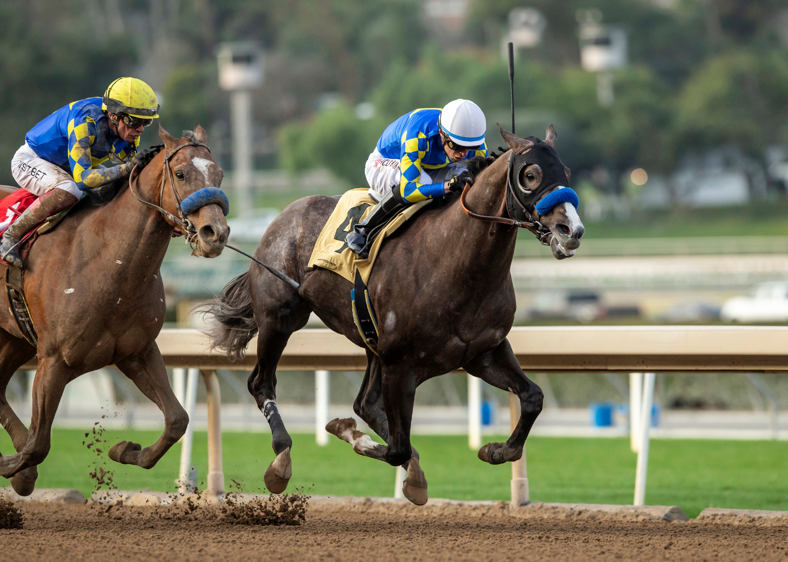 Reincarnate - Horse Profile - BloodHorse