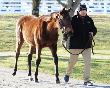 Pioneerof the Nile - Horse Profile - BloodHorse