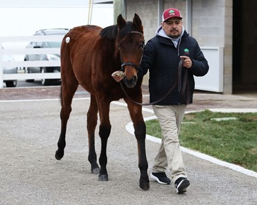 Gun Runner - Horse Profile - Bloodhorse