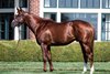 Lexitonian at Lane&#39;s End