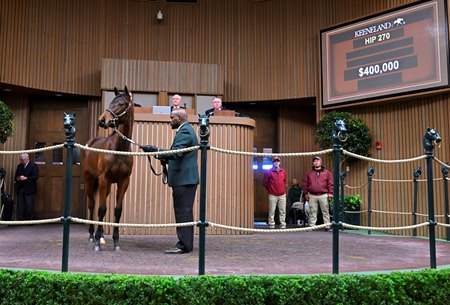 The Gun Runner colt consigned as Hip 270 in the ring at the Keeneland January Sale