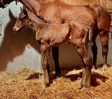 Halladay's first reported foal, a colt out of Katie's Heat