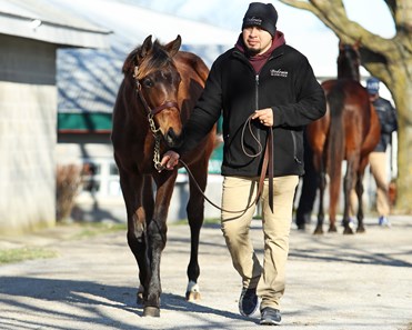 Pioneerof the Nile - Horse Profile - BloodHorse