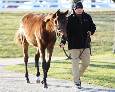 Pioneerof the Nile - Horse Profile - BloodHorse