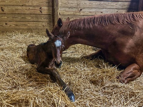 Florida-Bred Filly is Rushie's First Foal - BloodHorse