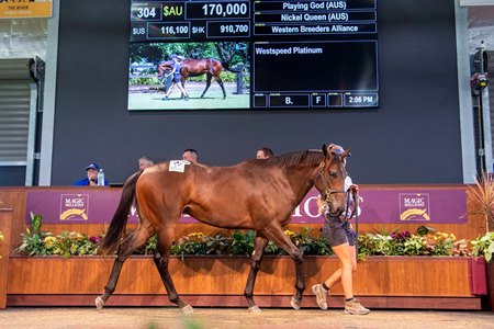 The Playing God filly consigned as Lot 304  in the ring at the Magic Millions Perth Yearling Sale