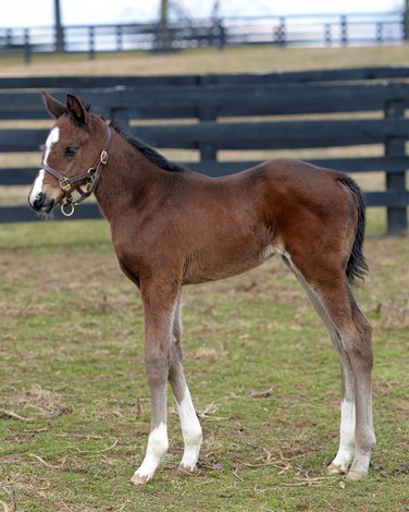 Engage Sires First Foal in Maryland - BloodHorse