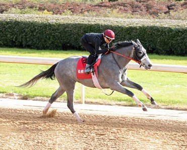 Taxed - Horse Profile - BloodHorse