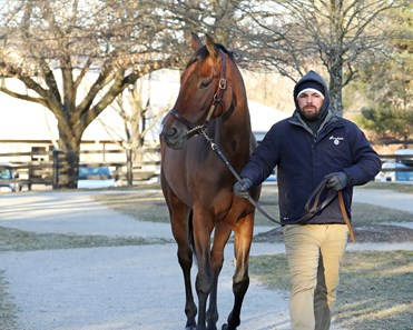 Into Mischief - Horse Profile - BloodHorse