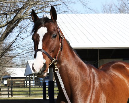 Quick Munny consigned as Hip 341 with Grovendale at the Fasig-Tipton Kentucky Winter Mixed Sale