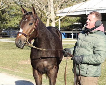 Lord Nelson - Horse Profile - BloodHorse