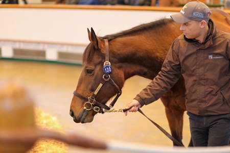 Now Or Never in the ring at the Tattersalls February Sale 