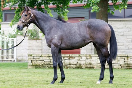 The Reliable Man filly consigned as Lot 768 in the New Zealand Bred Karaka Sale