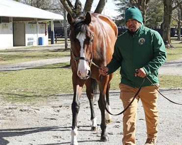 Munnings - Horse Profile - BloodHorse