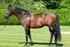 Kingman
