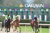 Wet Paint wins 2023 Honeybee Stakes at Oaklawn Park