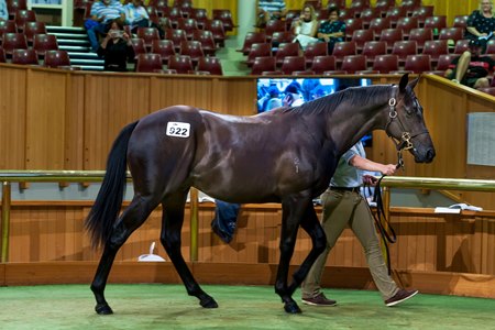 The Sweynesse colt consigned as Lot 922 in the NZB Karaka Yearling Sale