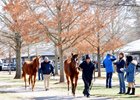 2023 Fasig-Tipton Winter Mixed Sale scenics