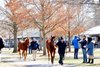2023 Fasig-Tipton Winter Mixed Sale scenics