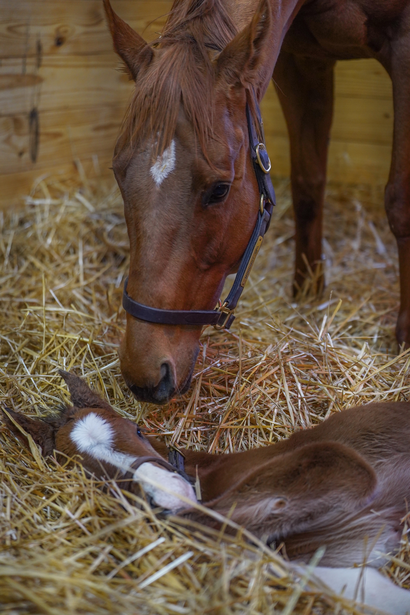 Monomoy Girl Delivers Into Mischief Colt - BloodHorse