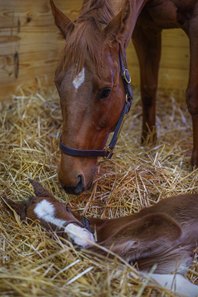 Monomoy Girl and her Into Mischief colt at Spendthrift Farm