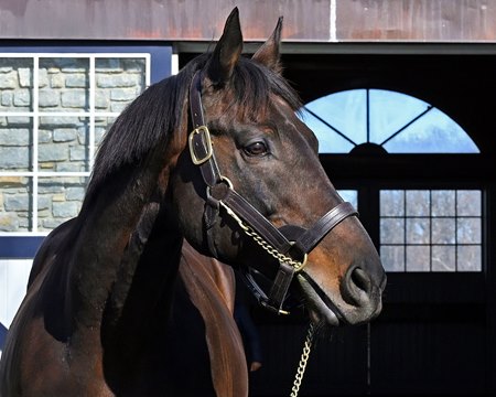 Uncle Mo at Ashford Stud