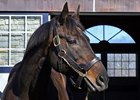 Uncle Mo at Ashford Stud near Versailles, Ky., on Jan. 27, 2023