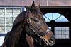 Uncle Mo at Ashford Stud near Versailles, Ky., on Jan. 27, 2023