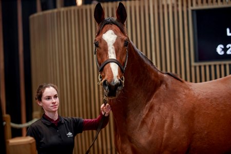 The sale-topping mare Rasmiya consigned as Lot 308 in the ring at the Arqana February Mixed Sale