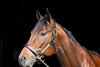 Golden Pal at Ashford Stud near Versailles, Ky., on Jan. 27, 2023