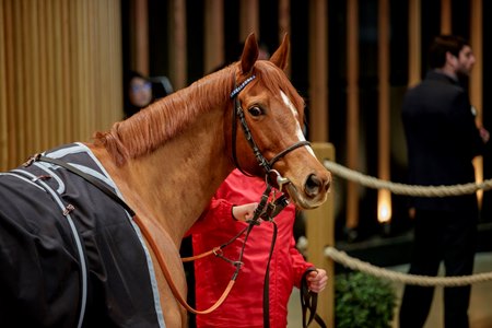Air de Valse consigned as Lot 51 in the ring at the Arqana February Mixed Sale