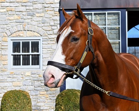 Jack Christopher at Ashford Stud