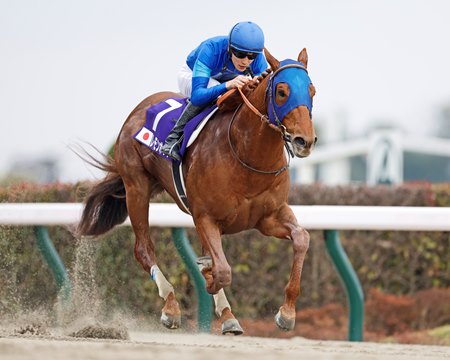 Lemon Pop wins the February Stakes at Tokyo Racecourse