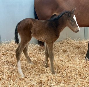 First reported foal by Harris Farms' Cistron
is a filly out of the Acclamation mare Patriot Missile