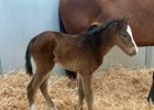 Grade 1 winner Cistron sired his first reported foal, a filly out of the Acclamation mare Patriot Missile, born Jan. 30 at Harris Farms. 