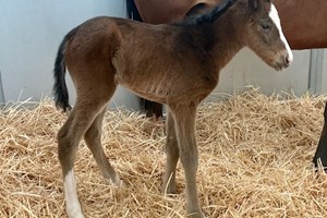 First reported foal by Harris Farms' Cistron
is a filly out of the Acclamation mare Patriot Missile