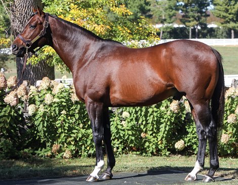 Tale of Verve Sires First Winner at Oaklawn