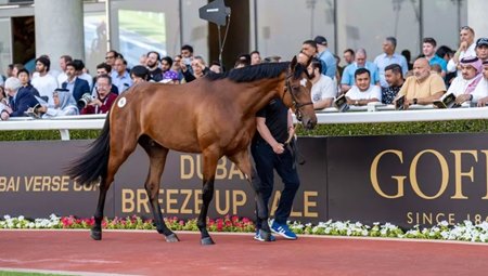 The Gun Runner colt consigned as Lot 18 in the Dubai Breeze-Up Sale
