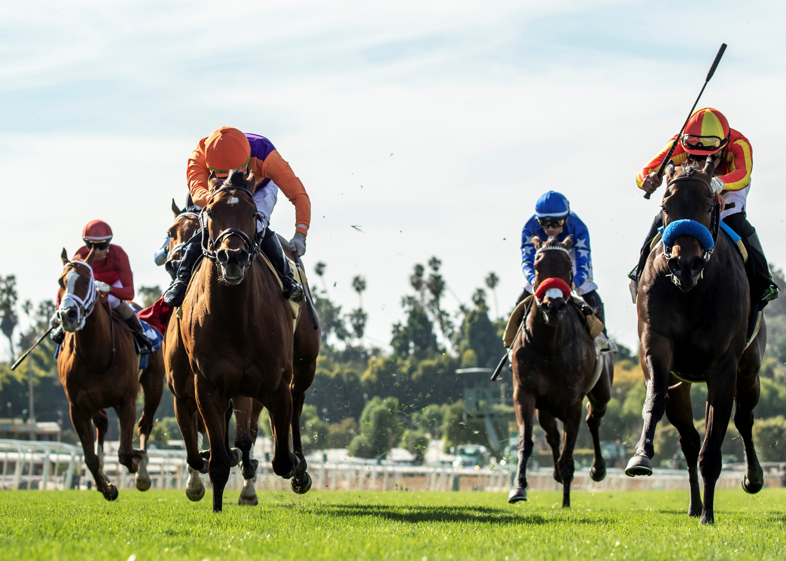Fast and Shiny - Horse Profile - BloodHorse